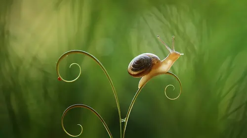 Nos amis sauvages L'escargot