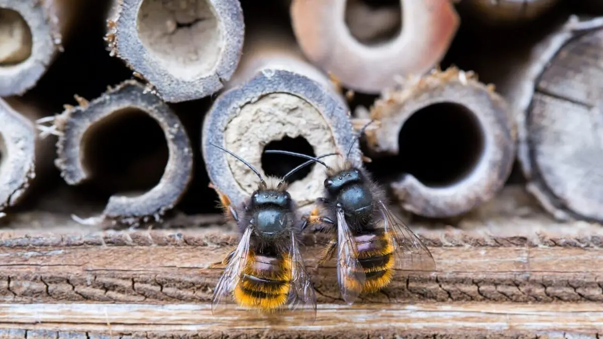 Nos amis sauvages Des abeilles très sauvages