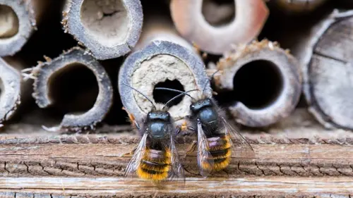 Nos amis sauvages Des abeilles très sauvages