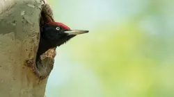 Nos amis sauvages Les HLM du pic noir