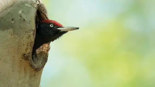 Nos amis sauvages Les HLM du pic noir