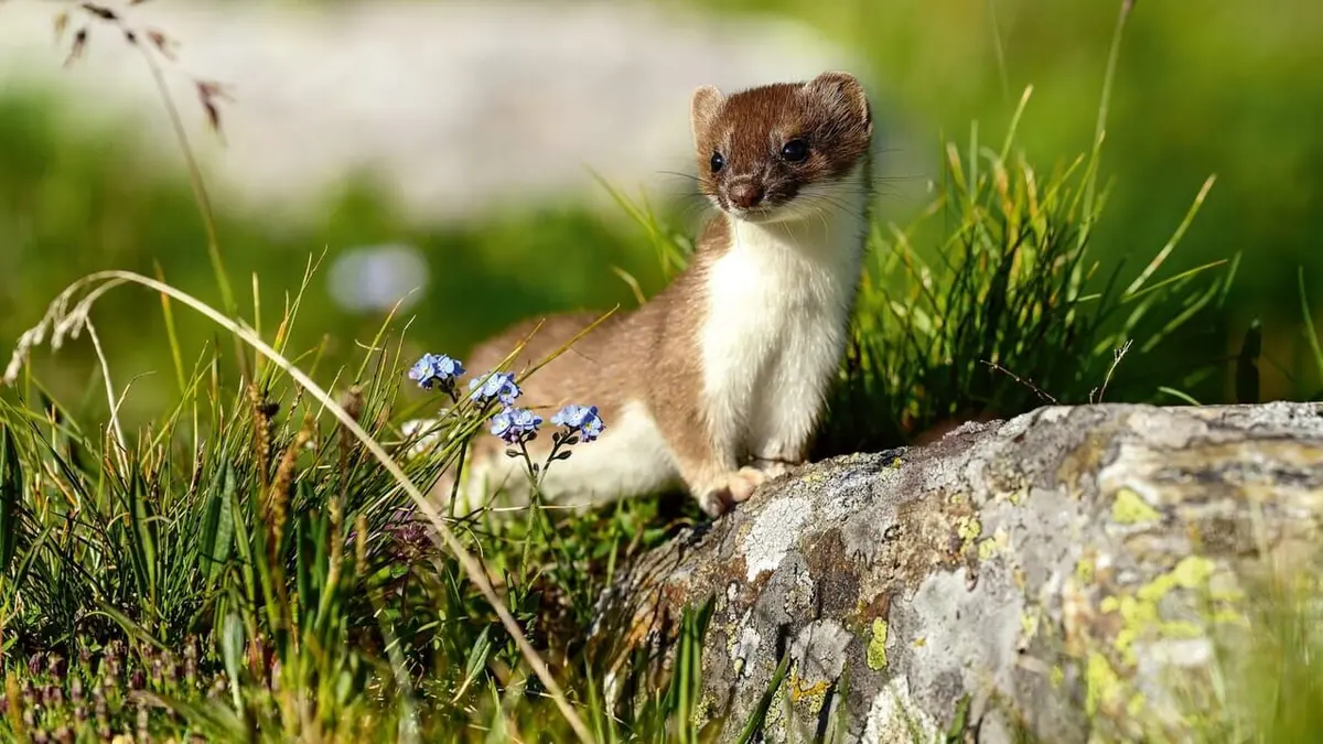 Nos amis sauvages L'insaisissable hermine