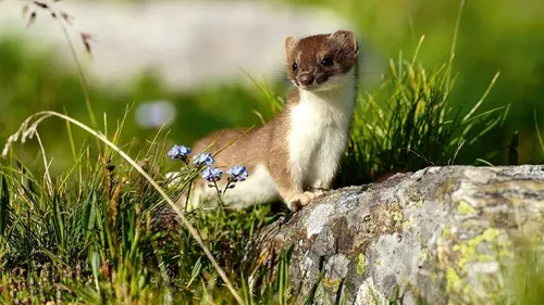 Nos amis sauvages L'insaisissable hermine