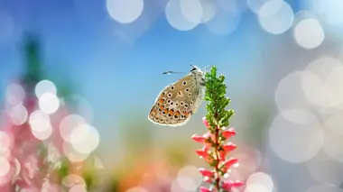 Nos amis sauvages L'effet papillon
