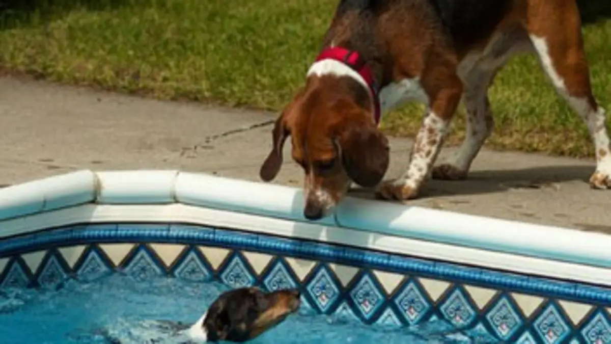 Nos animaux, ces héros E24