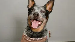 Nos animaux et nous Le chien