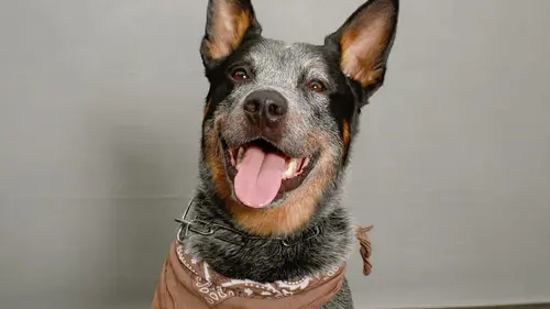 Nos animaux et nous Le chien