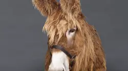 Nos animaux et nous L'âne