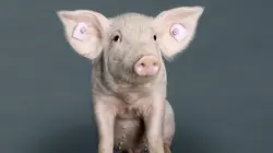 Nos animaux et nous Le cochon