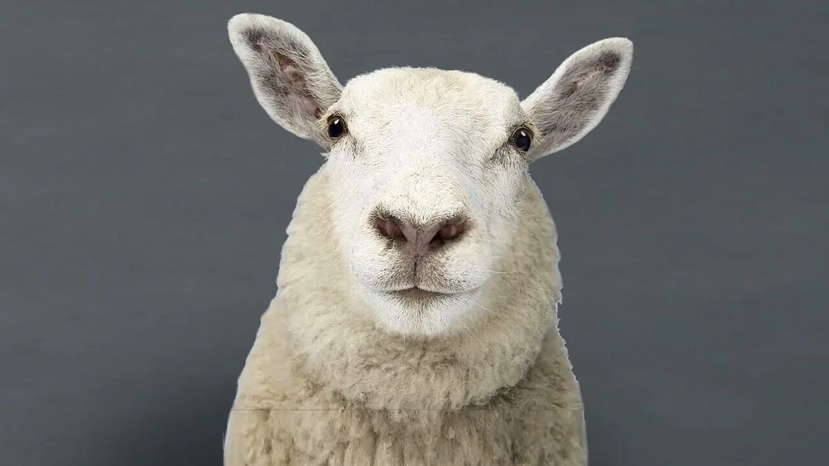 Nos animaux et nous Le mouton