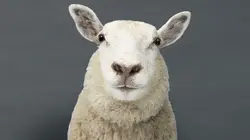 Nos animaux et nous Le mouton