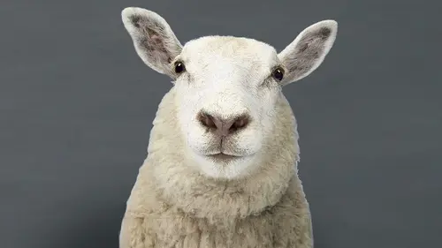 Nos animaux et nous Le mouton