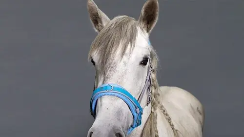 Nos animaux et nous Le cheval