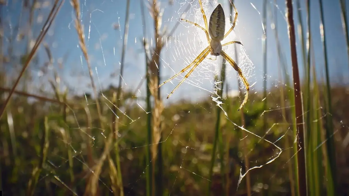 Nos chères bestioles Dans les soies d'une araignée
