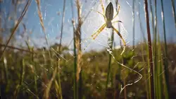 Nos chères bestioles Dans les soies d'une araignée