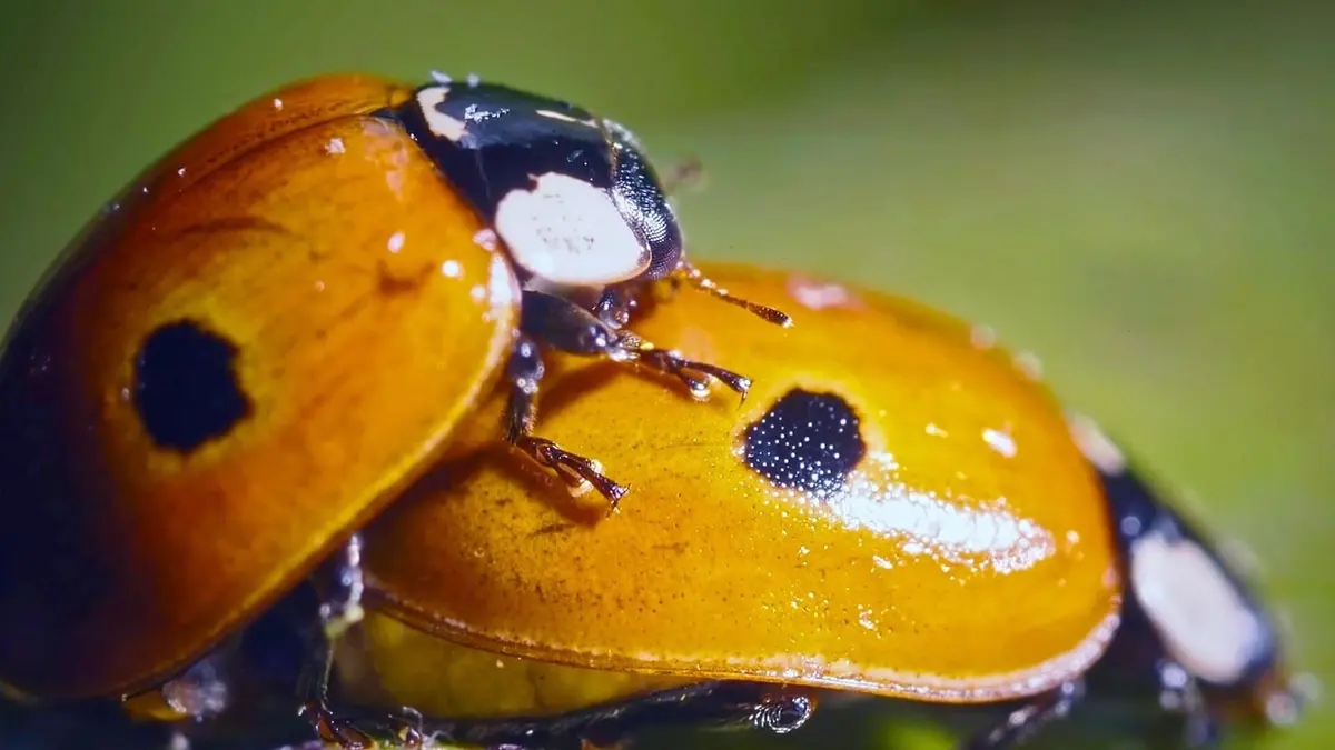 Nos chères bestioles Sous la carapace de la coccinelle