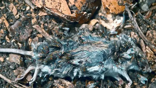 Nos chères bestioles La mouche, précieuse importune