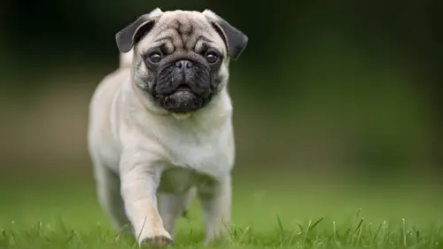 Nos chiens, ces héros