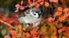 2020 • Nos voisins à plumes : L'univers chamarré des oiseaux de jardin