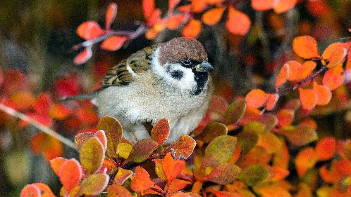 Nos voisins à plumes : L'univers chamarré des oiseaux de jardin