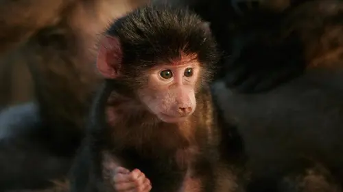 Nos voisins les animaux