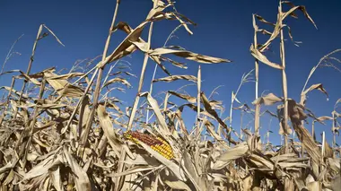 Sécheresse et famine