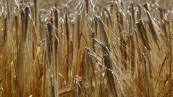 Notre pain quotidien : le blé