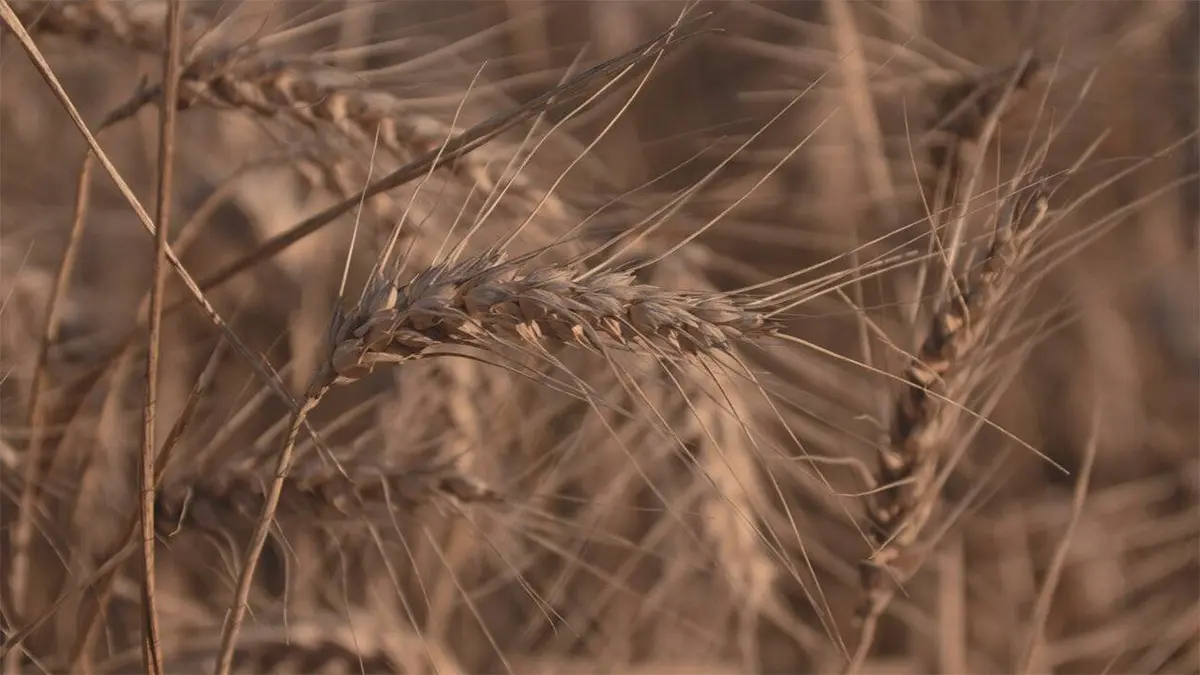 Notre pain quotidien : le blé