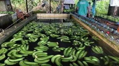 Guadeloupe, les soldats de la terre