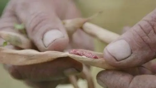 Nous, gens de la terre Guyane