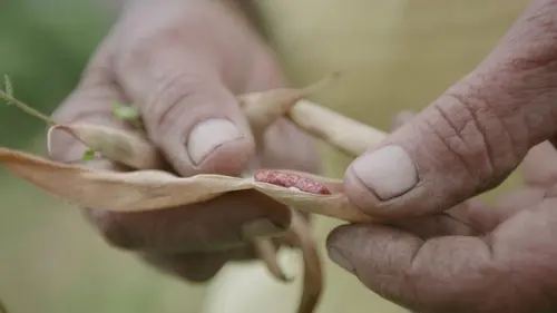 Nous, gens de la terre Miquelon, entre deux eaux