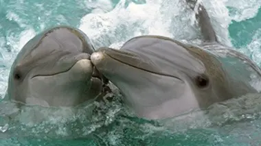 Les dauphins