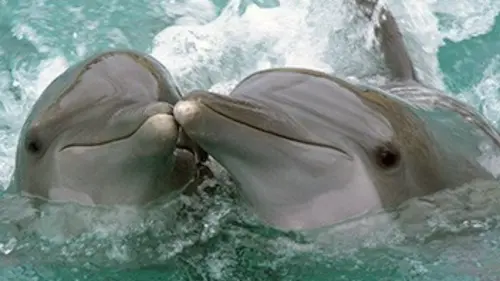 Nous, les bébés animaux E06 Les dauphins