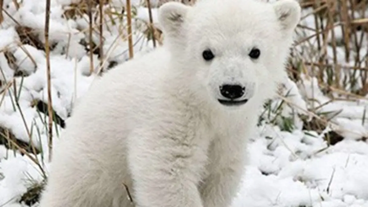 Nous, les bébés animaux E02 Les ours polaires