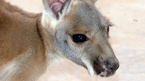 Nous, les bébés animaux E08 Les kangourous