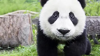 Les pandas