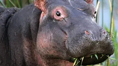 Les hippopotames