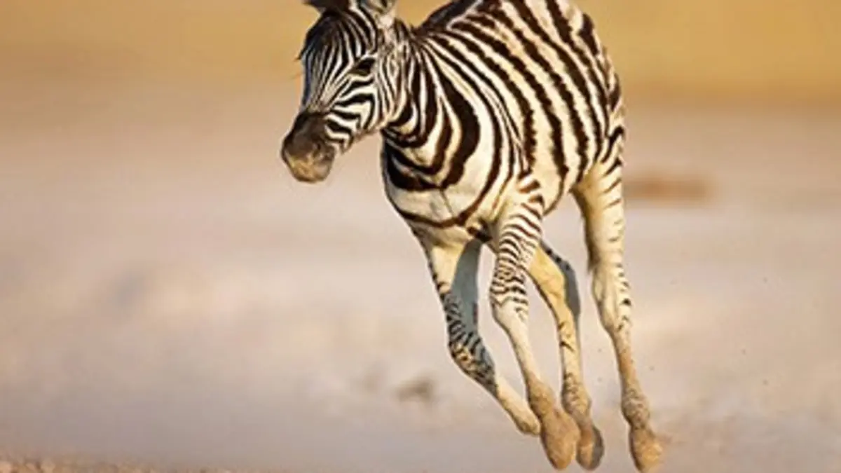 Nous, les bébés animaux E10 Les zèbres