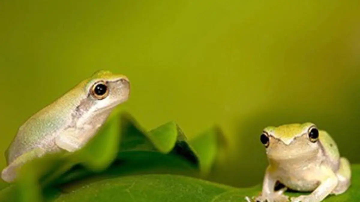 Nous, les bébés animaux E12 Les grenouilles