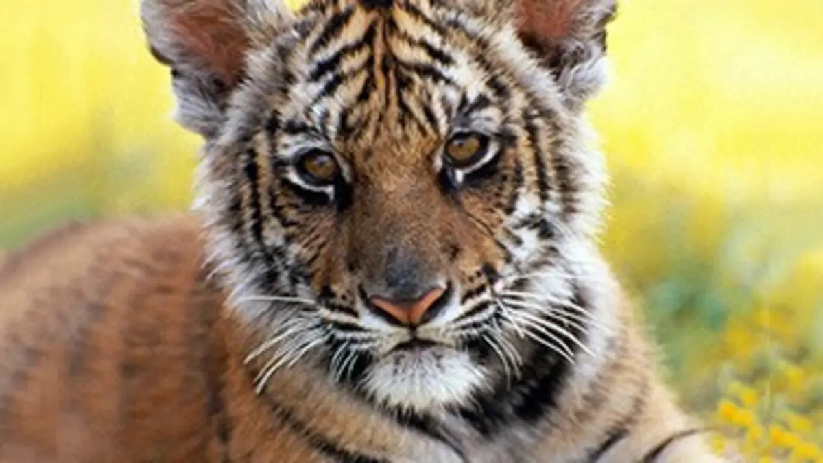 Nous, les bébés animaux E05 Les tigres