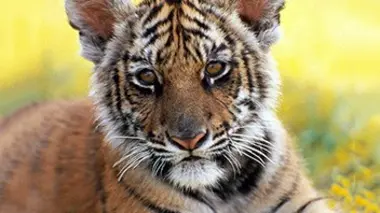 Les tigres