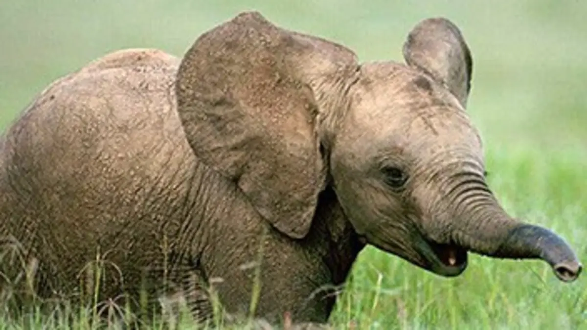 Nous, les bébés animaux E04 Les éléphants