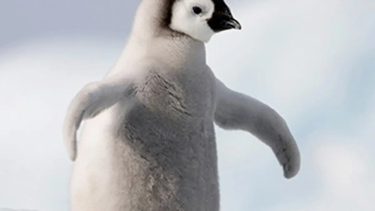 Nous, les bébés animaux E09 Les pingouins