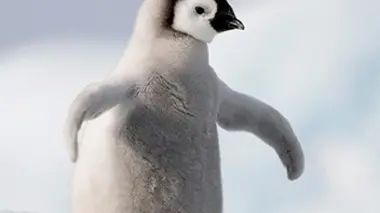 Les pingouins