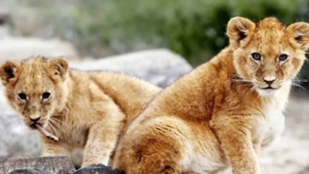 Nous, les bébés animaux E03 Les lions