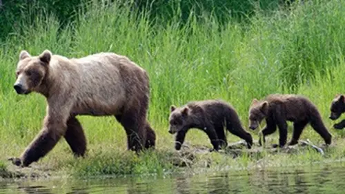 Nous, les bébés animaux L'ours
