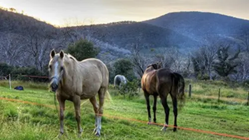 Nous, les bébés animaux Le cheval