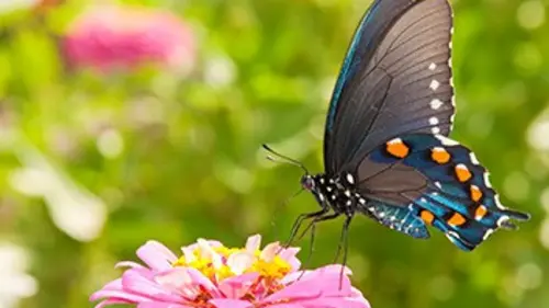 Petites bêtes Les papillons