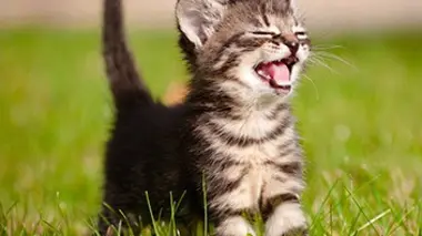 Le chat