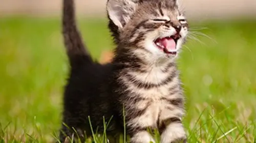 Nous, les bébés animaux Le chat